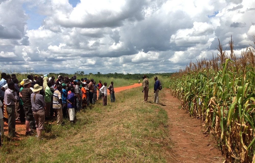 Farmers walking beside a maize demonstration plot