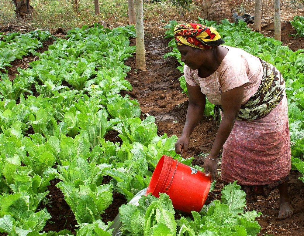 A woman watering vegetables at a community growers' association plot